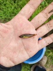 Micropercops swinhonis