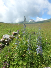Delphinium speciosum