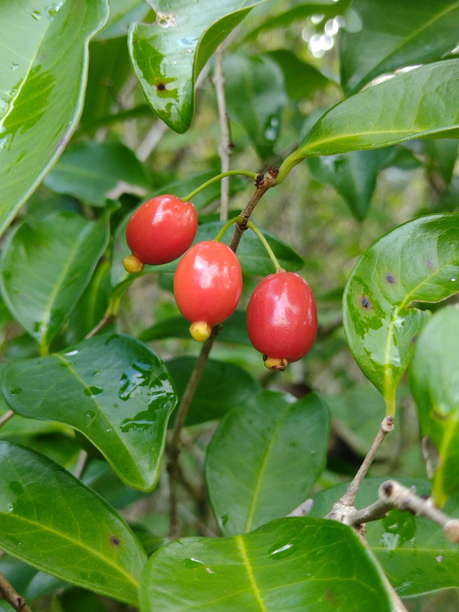 Eugenia cerasiflora