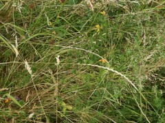 Lolium perenne perenne