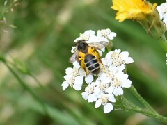 Andrena denticulata