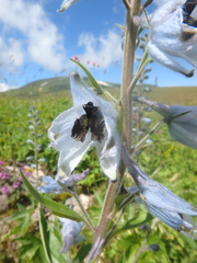 Delphinium speciosum
