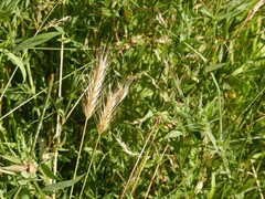 Hordeum secalinum