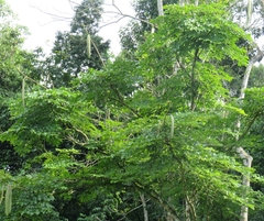 Oroxylum indicum