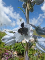 Delphinium speciosum