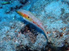 Oxycheilinus bimaculatus