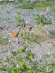 Argynnis paphia