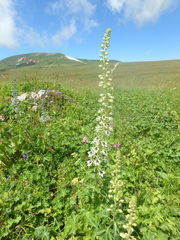 Delphinium speciosum