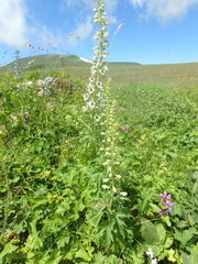 Delphinium speciosum