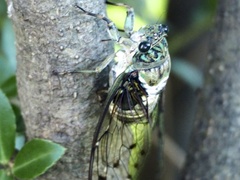 Hyalessa maculaticollis