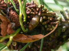 Acantholyda hieroglyphica