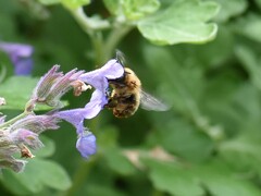Anthophora furcata