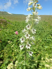 Delphinium speciosum