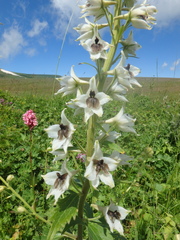 Delphinium speciosum