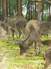 Rusa timorensis