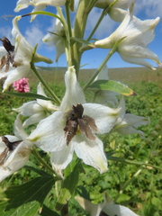 Delphinium speciosum