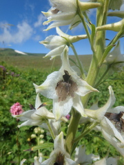 Delphinium speciosum