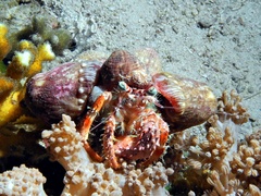 Dardanus pedunculatus