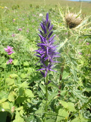 Asyneuma campanuloides