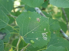 Phyllocoptes populi