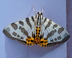 Pycnarmon abraxalis