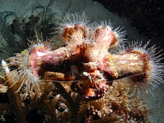 Dardanus pedunculatus