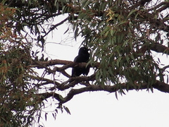 Corvus coronoides perplexus
