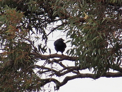 Corvus coronoides perplexus