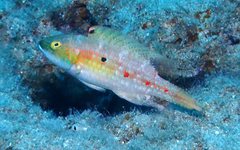 Oxycheilinus bimaculatus