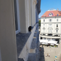 Corvus cornix × corone