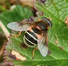 Eristalis cryptarum