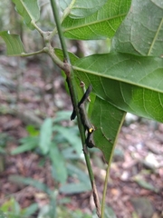 Phyllodes imperialis smithersi
