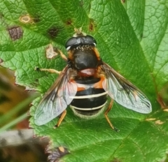 Eristalis cryptarum
