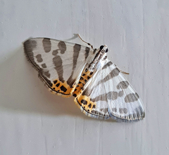 Pycnarmon abraxalis