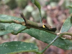 Phyllodes imperialis smithersi