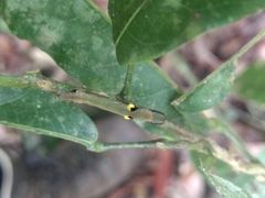 Phyllodes imperialis smithersi