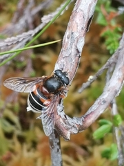 Eristalis cryptarum