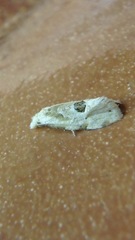 Aethes angustana