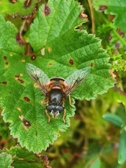 Eristalis cryptarum