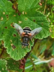 Eristalis cryptarum