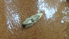 Aethes angustana