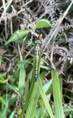 Orthetrum luzonicum