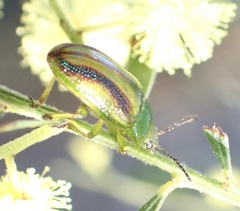 Calomela juncta