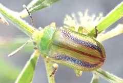 Calomela juncta