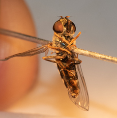 Platycheirus naso