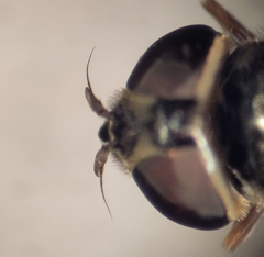 Platycheirus naso