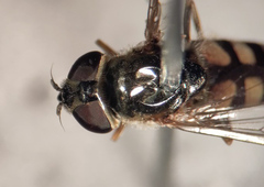 Platycheirus naso