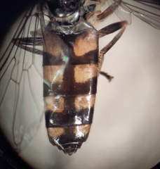 Platycheirus naso