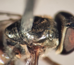 Platycheirus naso