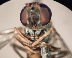 Platycheirus naso